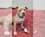 Small #2 American Pit Bull Terrier Mix