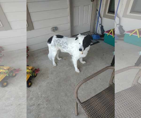 Medium Photo #48 Aussie Pyrenees Puppy For Sale in Houston, TX, USA