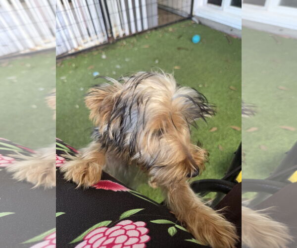 Medium Photo #2 Mutt Puppy For Sale in Spring, TX, USA