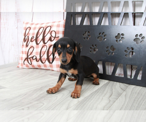 Dachshund Puppy for sale in MARIETTA, GA, USA
