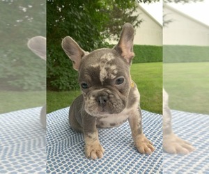 Medium French Bulldog