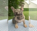 Puppy Heathcliff French Bulldog