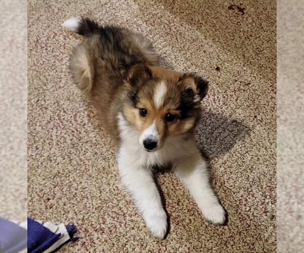 Medium Photo #2 Australian Shepherd-Unknown Mix Puppy For Sale in Genesee, WI, USA