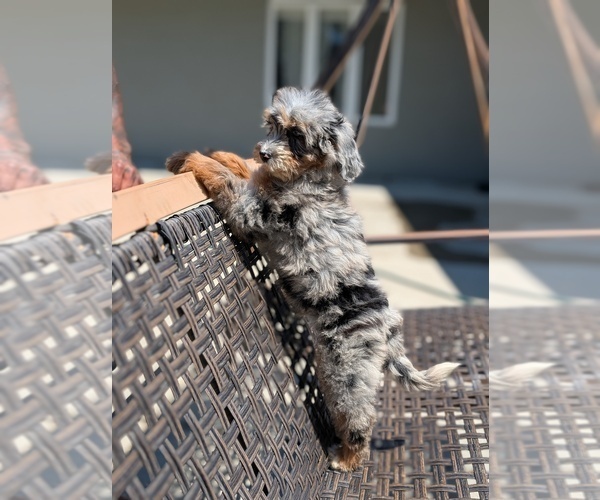 Medium Photo #6 Bernedoodle (Miniature) Puppy For Sale in SACRAMENTO, CA, USA