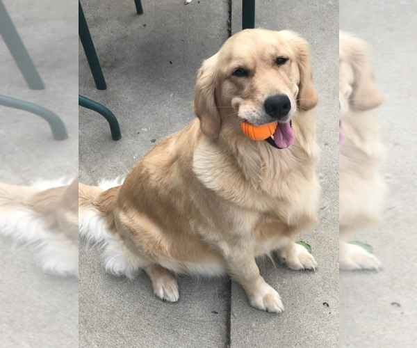 Medium Photo #72 English Cream Golden Retriever Puppy For Sale in NORTHWOOD, OH, USA
