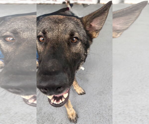 Medium Photo #4 German Shepherd Dog Puppy For Sale in Plantation, FL, USA