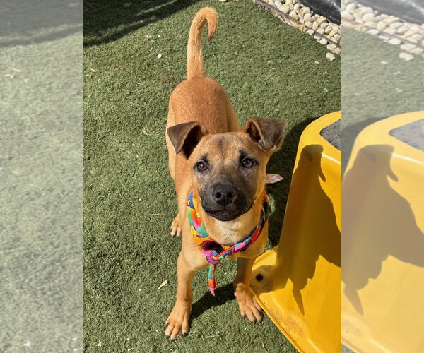 Medium Photo #3 Black Mouth Cur-Unknown Mix Puppy For Sale in GILBERTS, IL, USA
