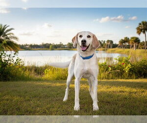 Treeing Walker Coonhound Dogs for adoption in Tavares, FL, USA