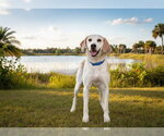 Small Treeing Walker Coonhound
