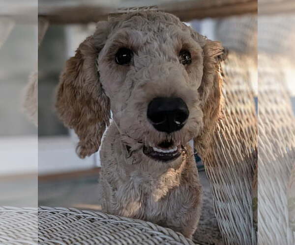 Medium Photo #2 Goldendoodle Puppy For Sale in Bonita Springs, FL, USA