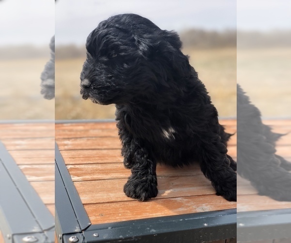Medium Photo #13 Portuguese Water Dog Puppy For Sale in STERLING, CO, USA