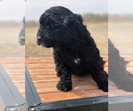 Small Photo #13 Portuguese Water Dog Puppy For Sale in STERLING, CO, USA