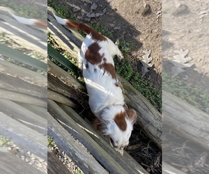 Father of the Dachshund puppies born on 07/31/2025