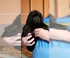 Newfoundland Puppy for sale in OMAHA, NE, USA