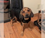 Small #1 Mutt