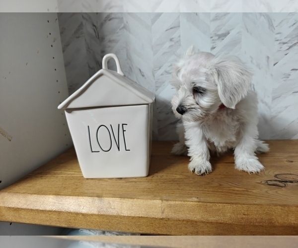 Medium Photo #5 Schnauzer (Miniature) Puppy For Sale in MANSFIELD, TX, USA