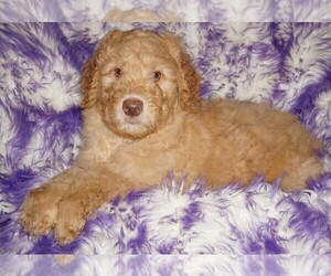 Labradoodle Puppy for Sale in LA HABRA, California USA