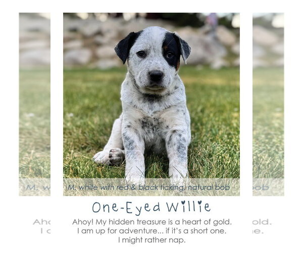 Medium Photo #1 Mutt Puppy For Sale in MIDWAY, UT, USA