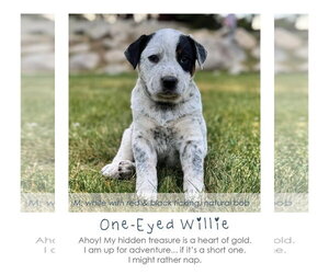 Mutt Dogs for adoption in MIDWAY, UT, USA