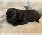 Small Photo #5 French Bulldog Puppy For Sale in JOHNS ISLAND, SC, USA