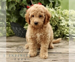 Goldendoodle (Miniature) Puppy for sale in RONKS, PA, USA