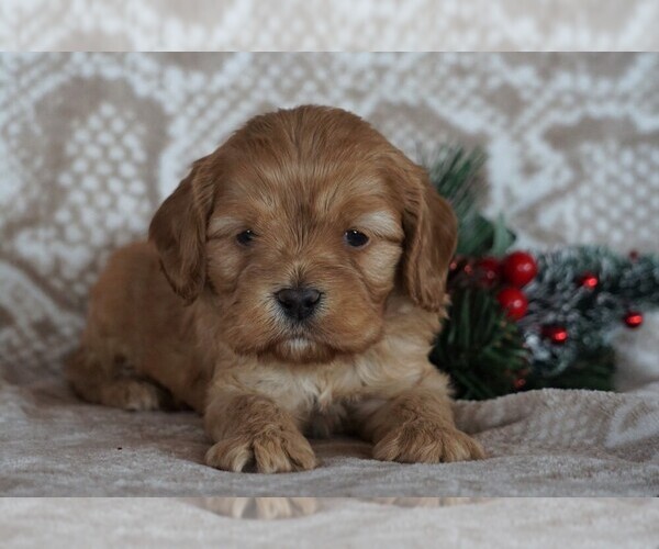 Medium Photo #4 Cocker Spaniel-Poodle (Miniature) Mix Puppy For Sale in FREDERICKSBG, OH, USA