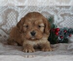 Small Photo #4 Cocker Spaniel-Poodle (Miniature) Mix Puppy For Sale in FREDERICKSBG, OH, USA