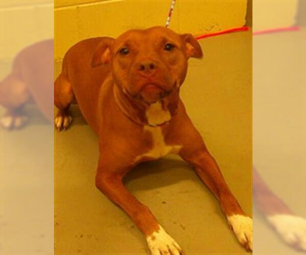 Medium Photo #1 American Pit Bull Terrier-Unknown Mix Puppy For Sale in Sanford, FL, USA
