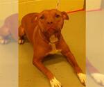 Small American Pit Bull Terrier Mix