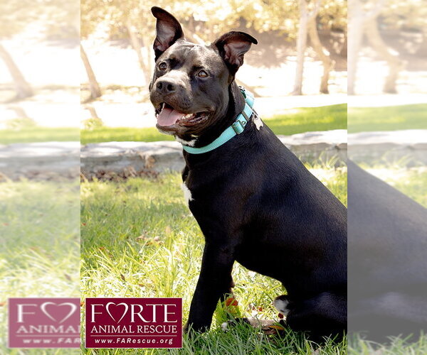 Medium Photo #3 American Staffordshire Terrier-Unknown Mix Puppy For Sale in Marina del Rey, CA, USA
