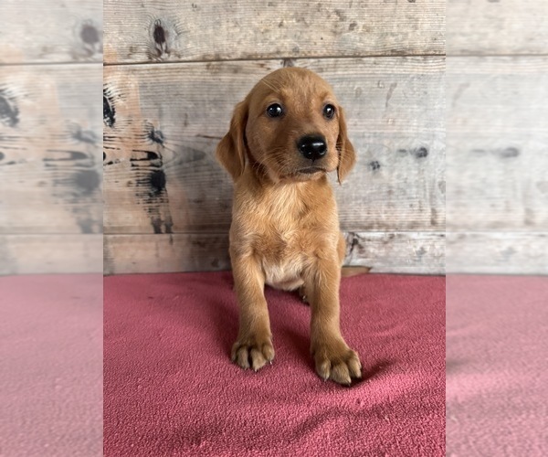 Medium Photo #9 Labrador Retriever Puppy For Sale in VERMONTVILLE, MI, USA