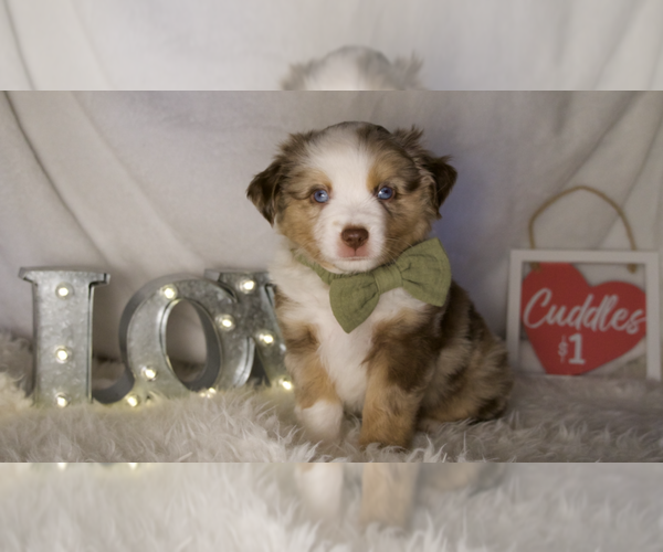 Medium Photo #2 Miniature Australian Shepherd Puppy For Sale in ELKHART, TX, USA