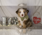 Small Photo #2 Miniature Australian Shepherd Puppy For Sale in ELKHART, TX, USA