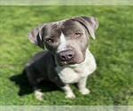 Small #1 American Pit Bull Terrier-American Staffordshire Terrier Mix