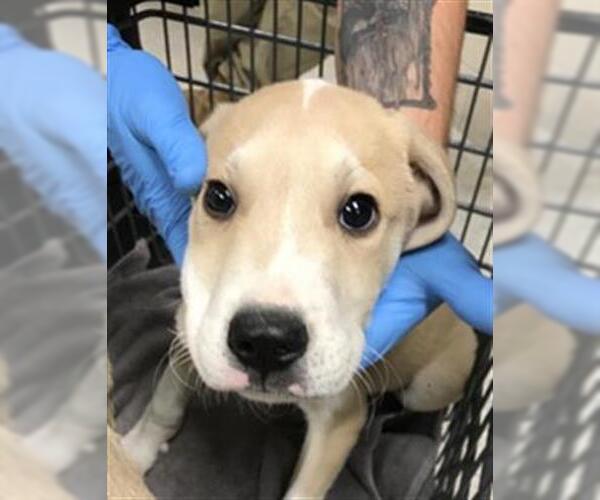 Medium Photo #1 Pointer-Unknown Mix Puppy For Sale in Conroe, TX, USA