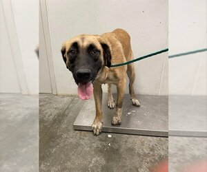 Bullmastiff-Unknown Mix Dogs for adoption in Rosenberg, TX, USA