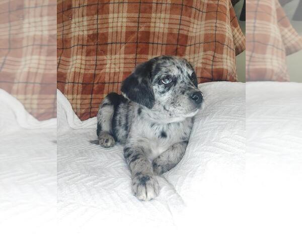 Medium Photo #5 Sheprador Puppy For Sale in LEWISBURG, KY, USA