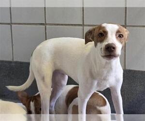 Mutt Dogs for adoption in San Antonio, TX, USA