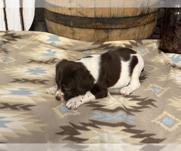 Medium Photo #4 Brittany Puppy For Sale in ORRUM, NC, USA