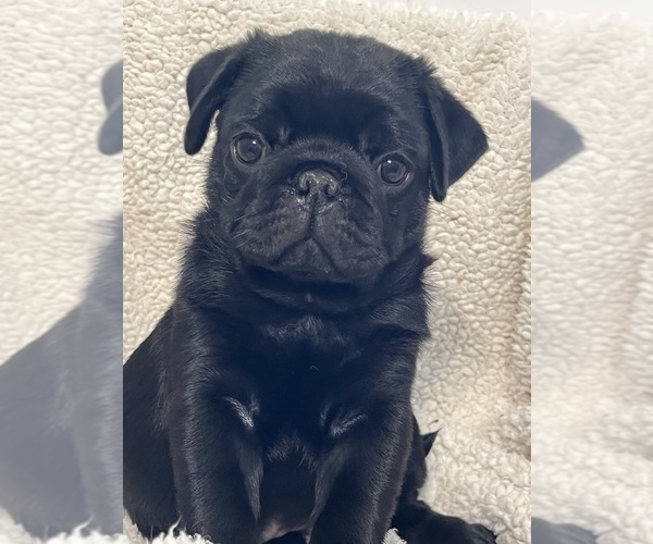 Medium Photo #1 Pug Puppy For Sale in SPRING CITY, PA, USA