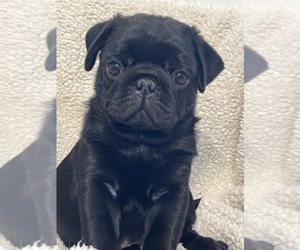 Medium Pug