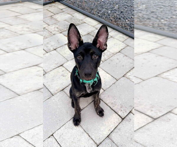 Medium Photo #5 Mutt Puppy For Sale in Naples, FL, USA