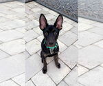 Small #4 Mutt