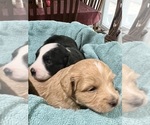 Small Photo #24 Aussiedoodle Miniature  Puppy For Sale in GOSHEN, OH, USA