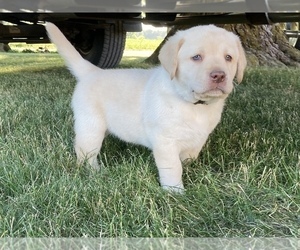 Labrador Retriever Puppy for sale in CENTREVILLE, MI, USA