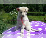 Small #2 German Shepherd Dog
