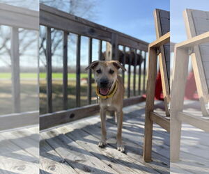 Labrador Retriever-Unknown Mix Dogs for adoption in Virginia Beach, VA, USA