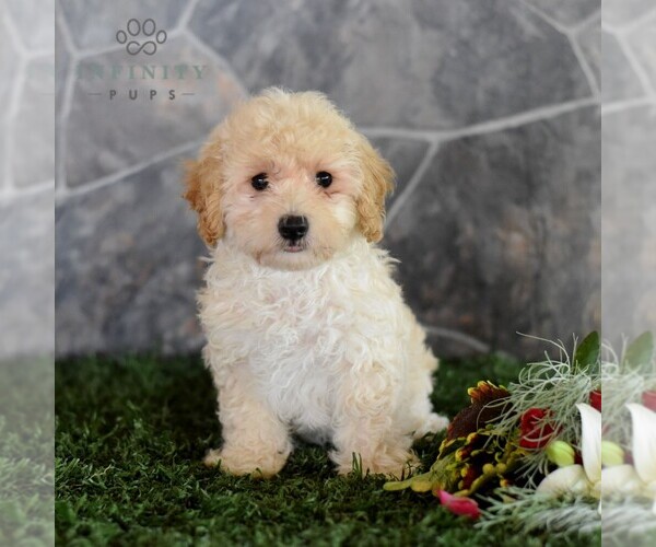Medium Photo #4 Maltipoo Puppy For Sale in MILL HALL, PA, USA