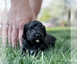 Puppy Buster Goldendoodle-Miniature Bernedoodle Mix
