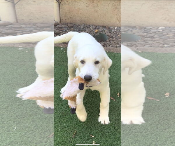 Medium Photo #16 Great Pyrenees Puppy For Sale in Spring, TX, USA